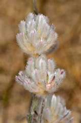 Ptilotus erubescens