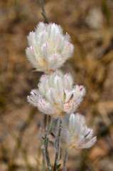 Ptilotus erubescens