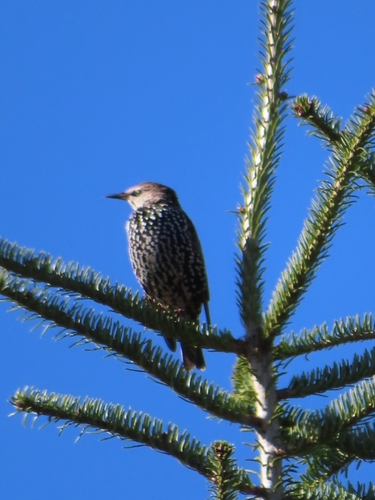 European Starling