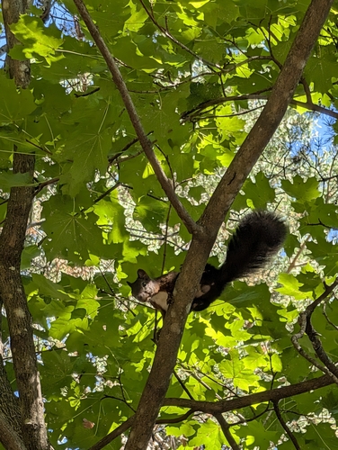 Eurasian Red Squirrel