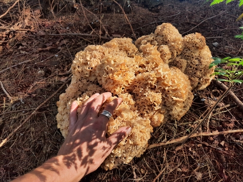 Cauliflower Fungus