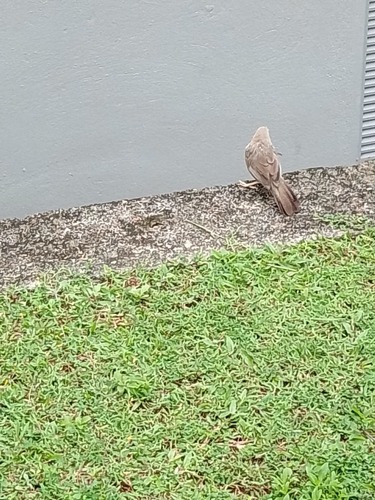 Yellow-billed Babbler