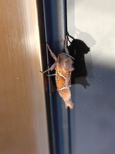 Orange Swift
