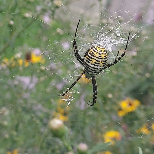 Banded Garden Spider