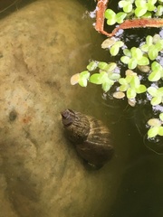 Lymnaea