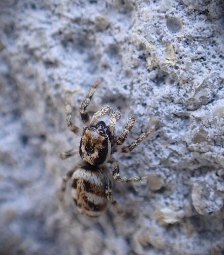 Zebra Jumping Spider