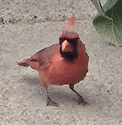 Northern Cardinal