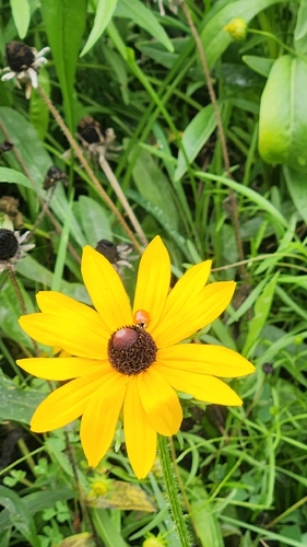 Asian Lady Beetle