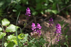 Polygala comosa