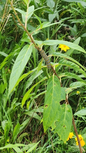 Monarch