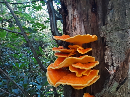 chicken of the woods