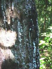 Dacryodes excelsa