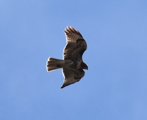 Red-tailed Hawk