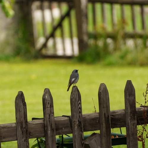 Black Redstart