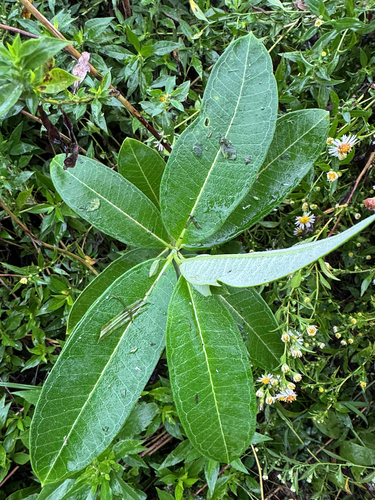 common milkweed