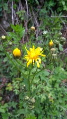 Crepis biennis