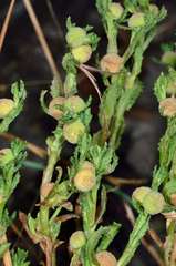 Centipeda cunninghamii