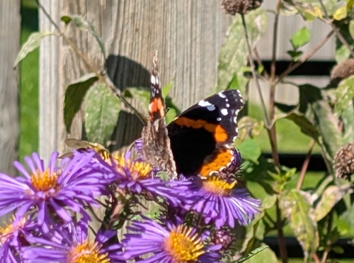 Red Admiral