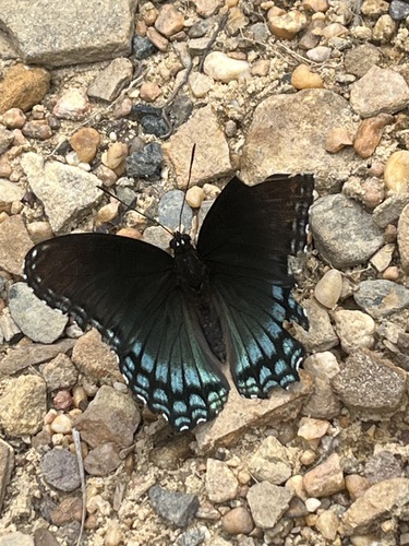 Red-spotted Admiral