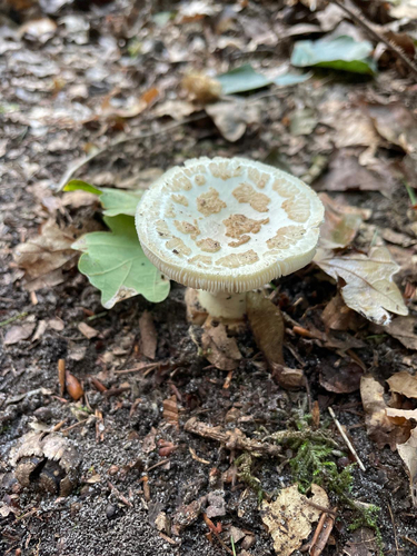 False Death-cap