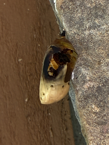 Monarch