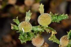 Centipeda cunninghamii