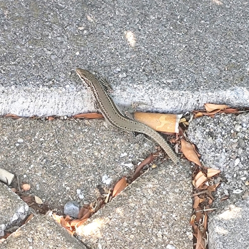 Green Iberian Wall Lizard