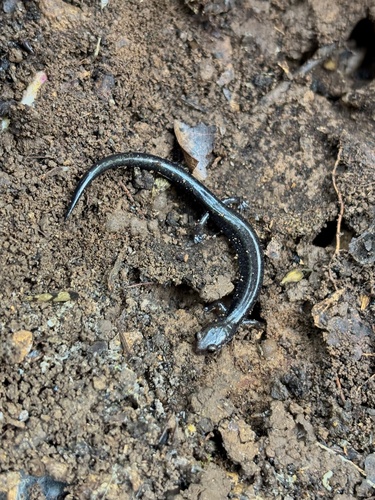 Ravine Salamander