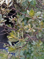 Baccharis buxifolia