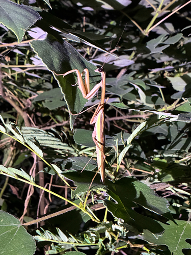 Chinese Mantis