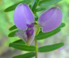 Polygala gazensis