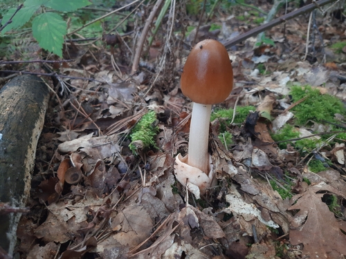 Tawny Grisette