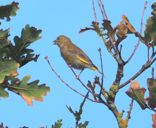 European Greenfinch