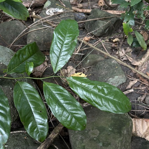 Artabotrys hexapetalus observed 2026-09-23