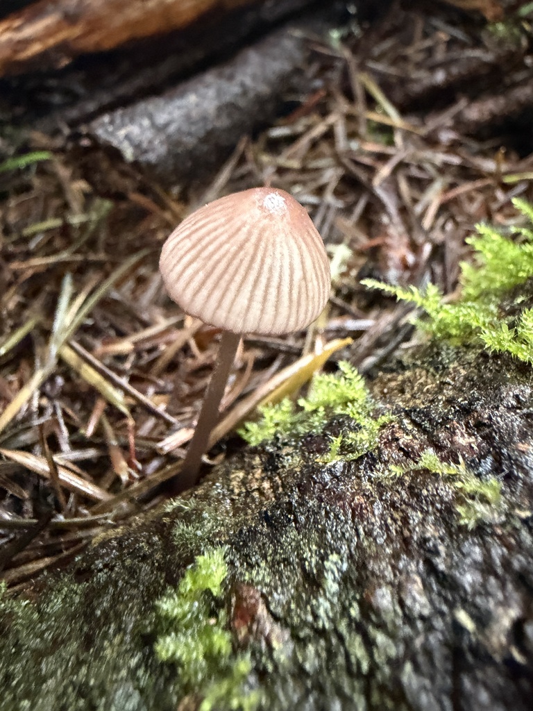 purple-edge bonnet · September 2026 · photo: Photo: no rights reserved · iNaturalist