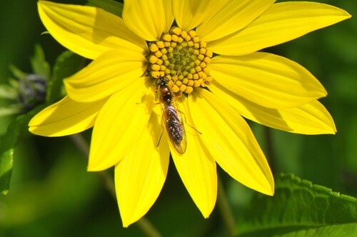 Twin-Spot Centurion Fly