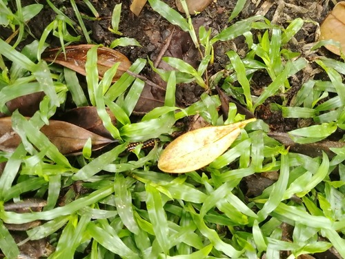 Anoplodesmus saussurii