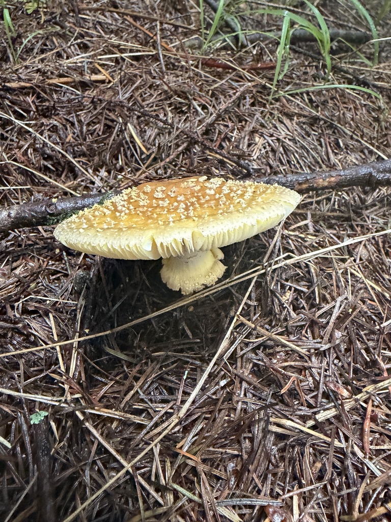 Western Yellow-veiled Amanita · September 2026 · photo: Photo: no rights reserved · iNaturalist