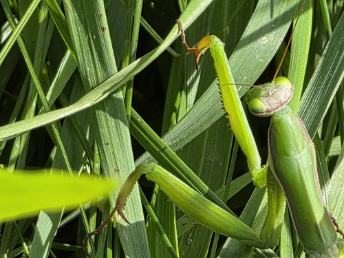European Mantis