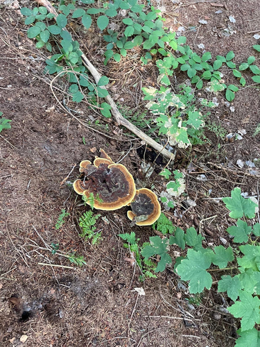 European Dyer's Polypore