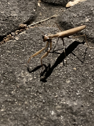 European Mantis