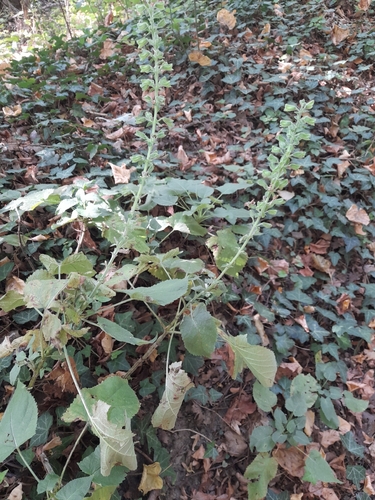 Salvia glutinosa, photograph 4