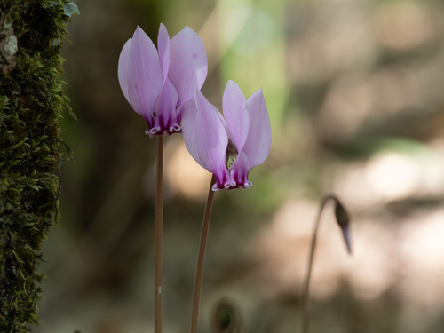 Ivy-leaved cyclamen