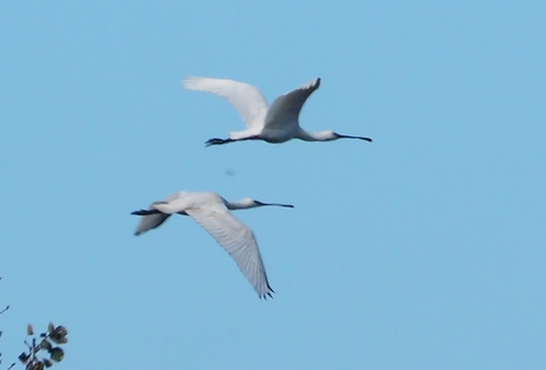 Eurasian Spoonbill