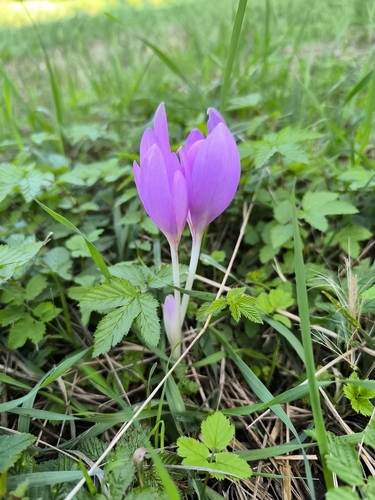 Autumn Crocus