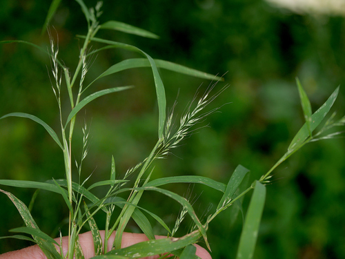 Muhlenbergia frondosa, 2026-09-22