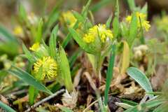 Triptilodiscus pygmaeus