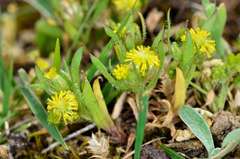 Triptilodiscus pygmaeus
