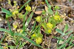 Triptilodiscus pygmaeus