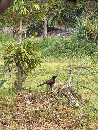 Greater Coucal